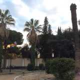 Due palme malate nel giardino dell'Istituto oncologico: davanti a loro si erge il tronco privo di chioma di una pianta ormai morta